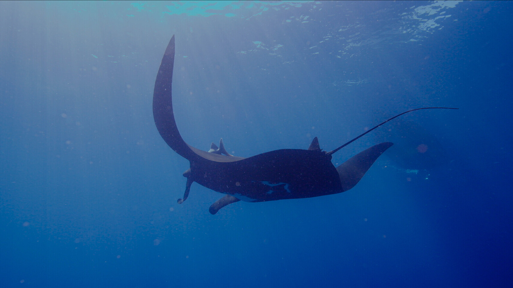Manta ray in side profile gliding through deep blue water, sunlight filtering from above